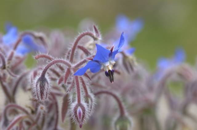 گاوزبان باغی Borago officinalis 6